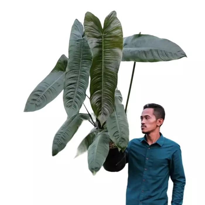 Philodendron Sharoniae - Rare