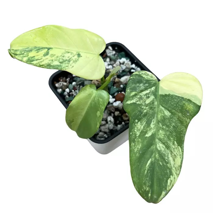 Philodendron Bipennifolium Variegated - Rare