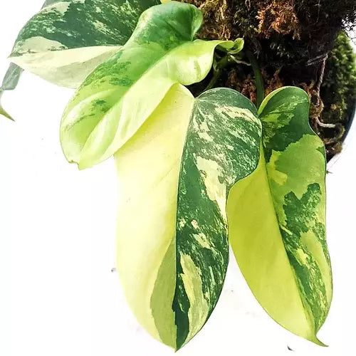 Philodendron Bipennifolium Variegated - Rare