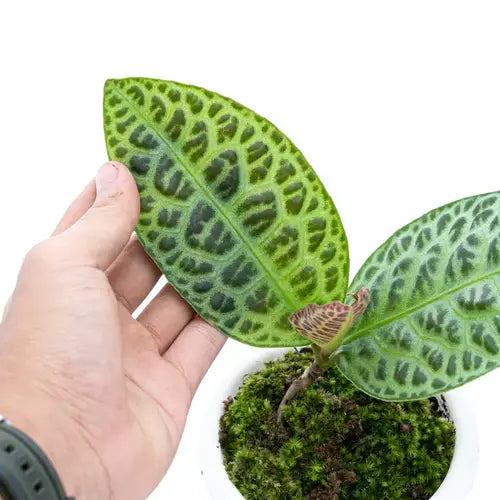 Labisia Turtle Back - Rare