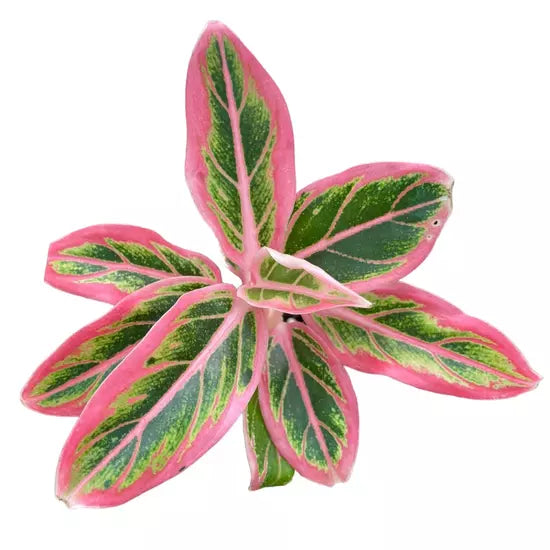 Aglaonema Lotus Delight - Rare