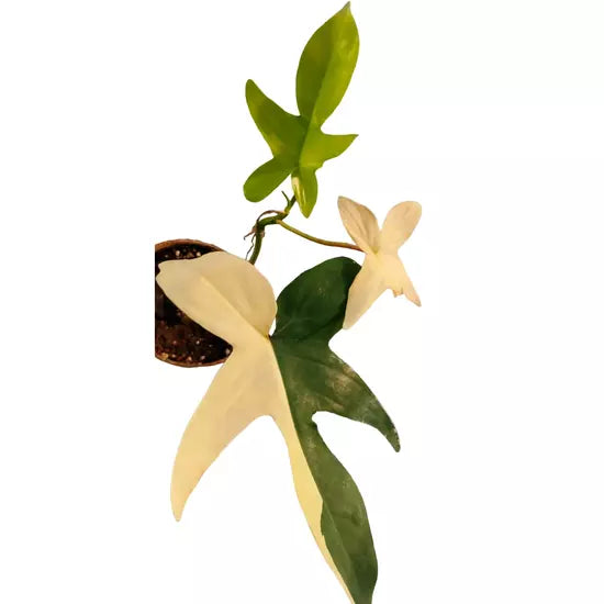 Philodendron 'Florida Beauty'- Rare plant - Multiple Leaves
