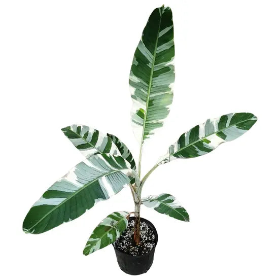 MUSA AE AE (VARIEGATED BANANA TREE) - Very Rare