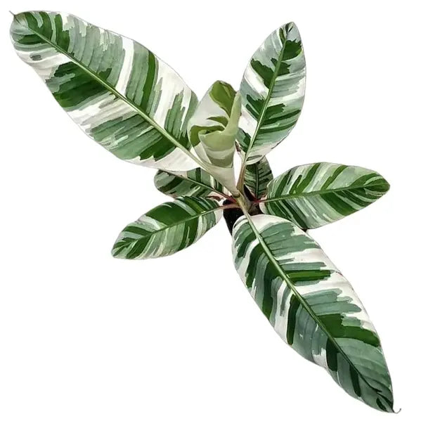 MUSA AE AE (VARIEGATED BANANA TREE) - Very Rare