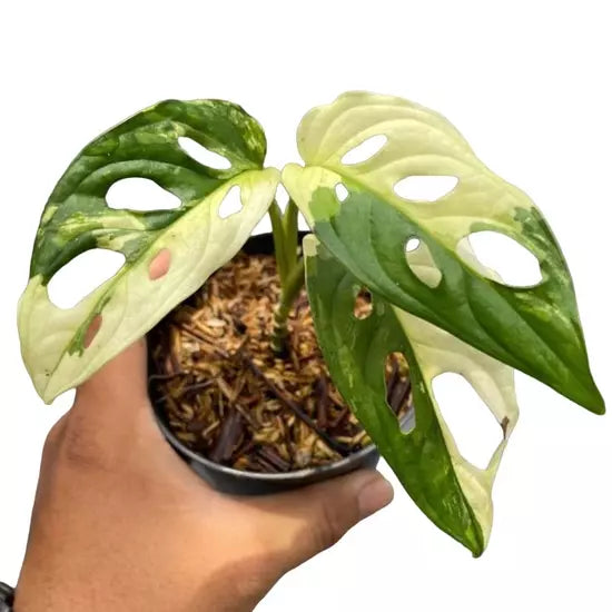Monstera Adansonii Albo Variegated - Rare