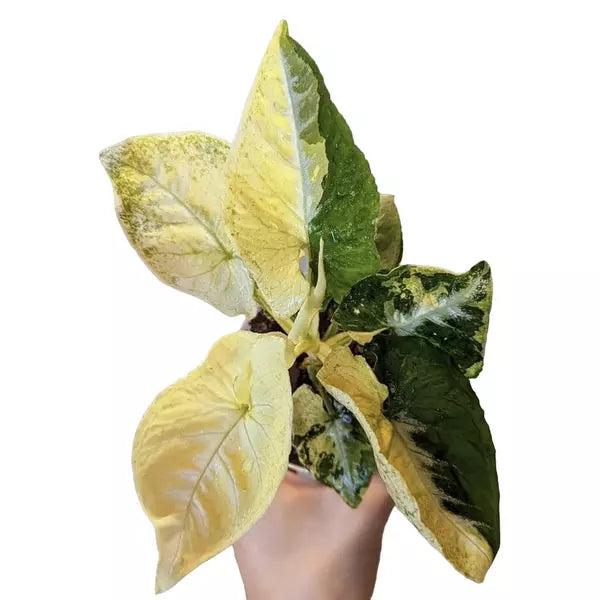 SYNGONIUM SCRAMBLED EGGS -Rare