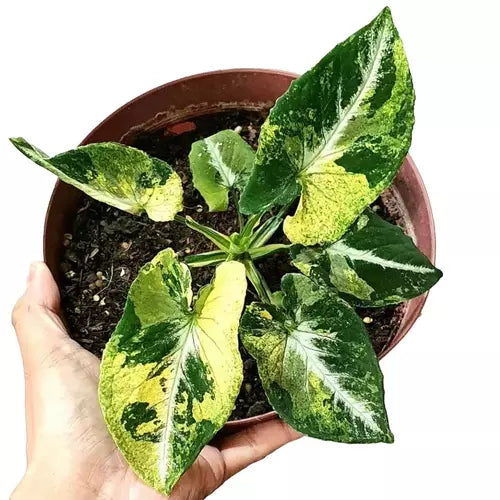 SYNGONIUM SCRAMBLED EGGS -Rare