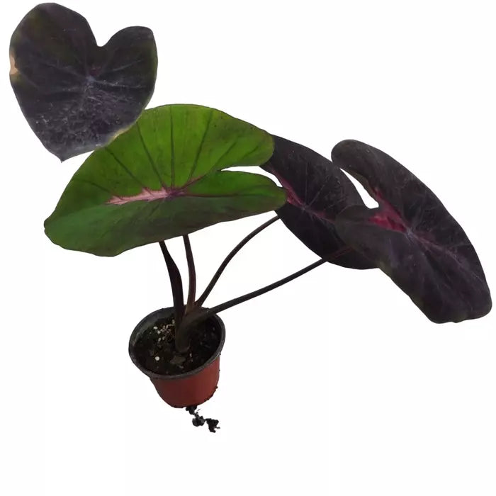 Colocasia Psylocke - Rare