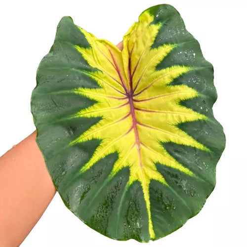 Colocasia Light Pillar- Rare