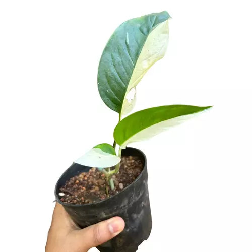 Monstera Adansonii Laniata Variegated (VERY RARE)