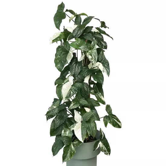 Syngonium Albo - Rare