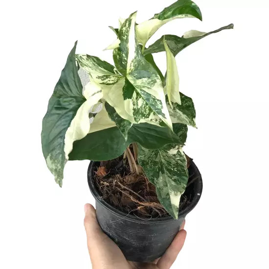 Syngonium Albo - Rare