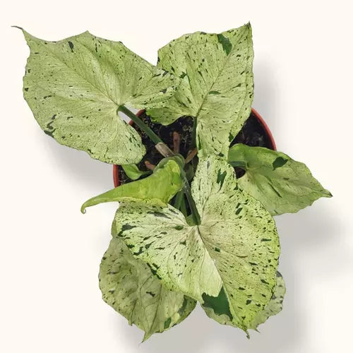 Syngonium Green Splash | Green Freckles | Grey Ghost - Rare