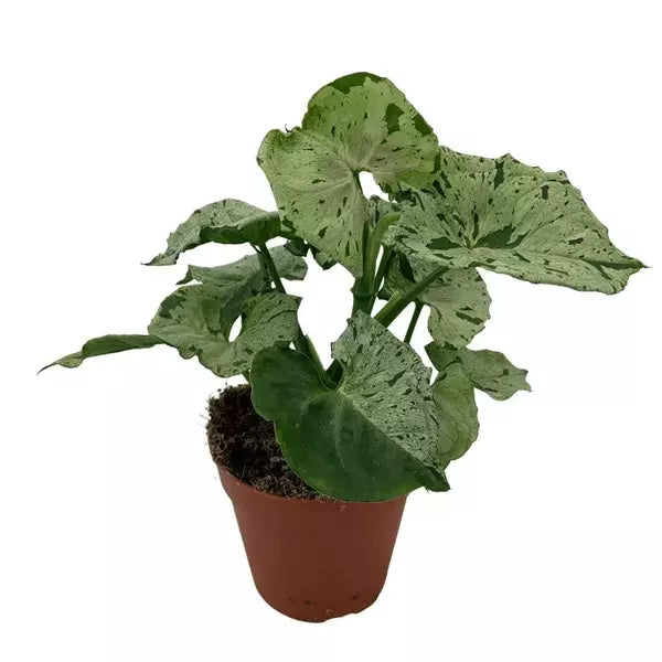 Syngonium Green Splash | Green Freckles | Grey Ghost - Rare