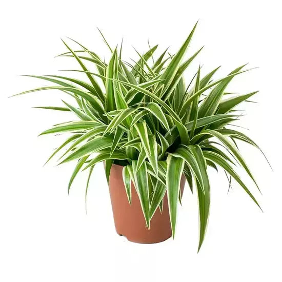 Chlorophytum Spider Live Plant