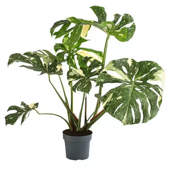 Monstera Thai Constellation - Rare - BIG