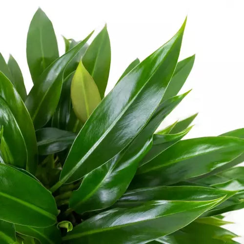 Philodendron Little Phil