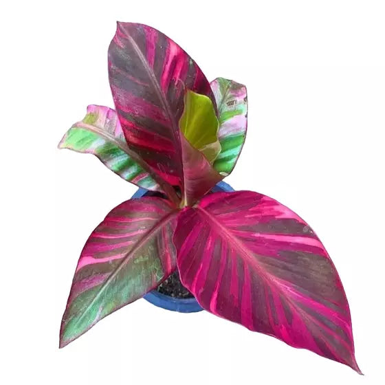 Musa Nono Pink Variegated Banana - Very Rare