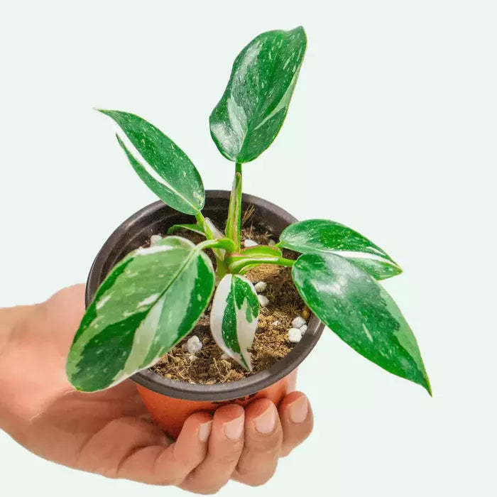 Philodendron ‘White Princess’ - Rare - SMALL