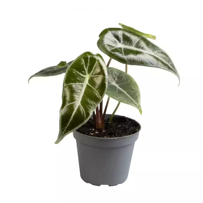 Alocasia Longiloba Grandis- Rare