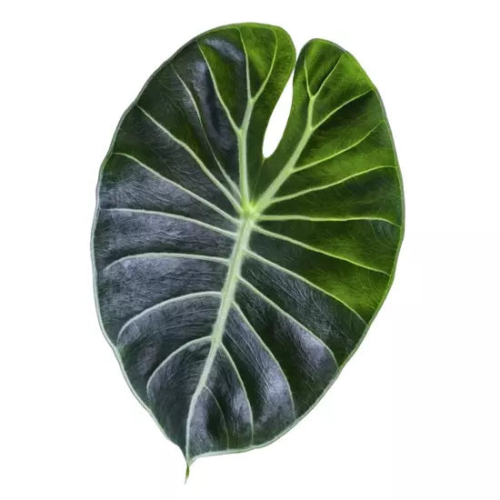 Alocasia Longiloba Grandis- Rare