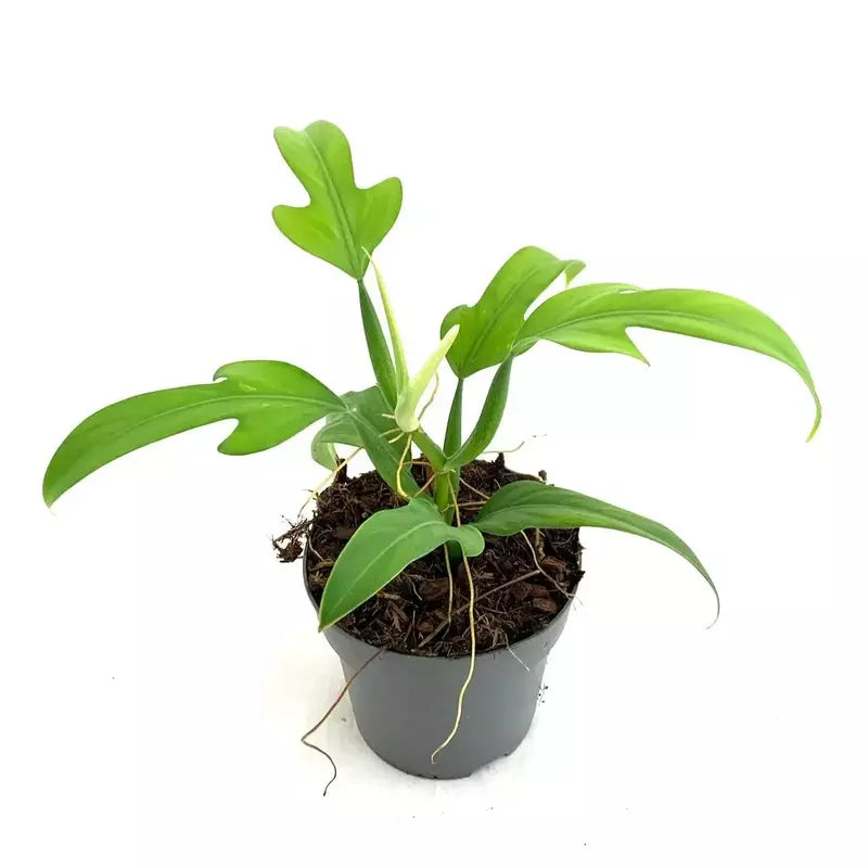 Philodendron Panduriforme - Rare