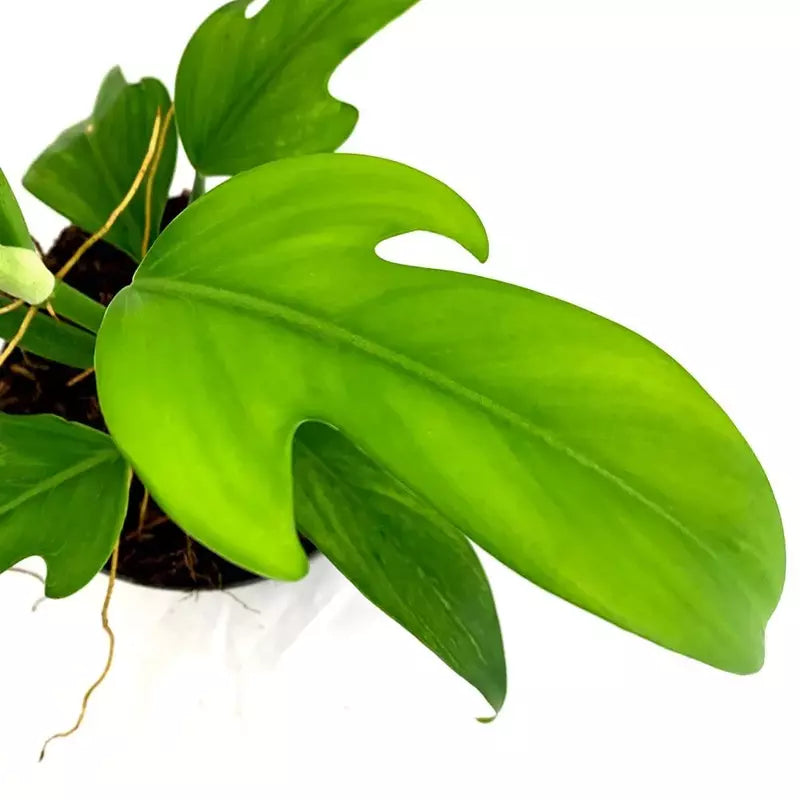 Philodendron Panduriforme - Rare