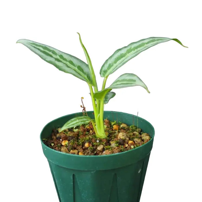 Schismatoglottis Hainanensis - Rare