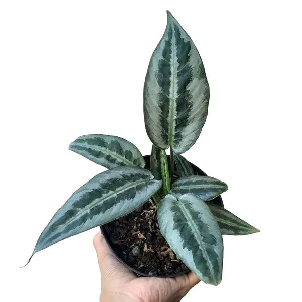 Schismatoglottis Hainanensis - Rare