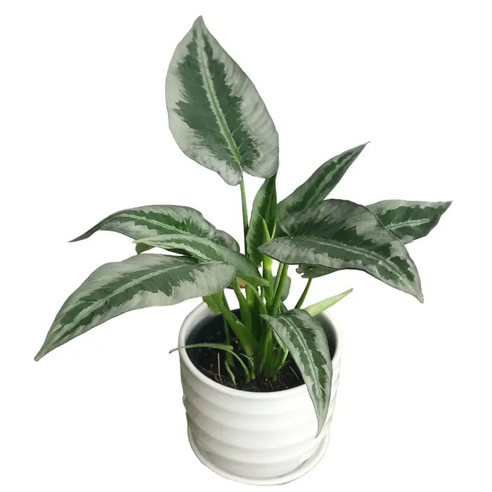 Schismatoglottis Hainanensis - Rare