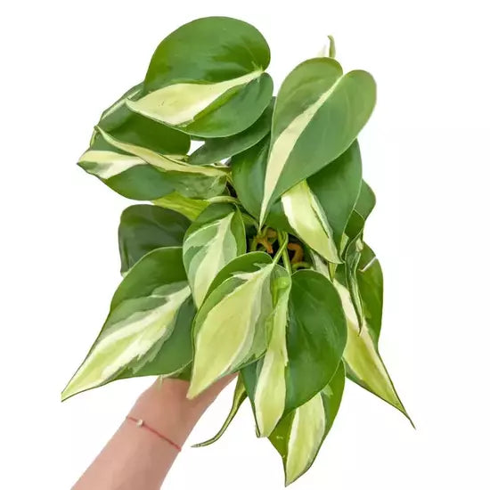 Philodendron Silver Stripe