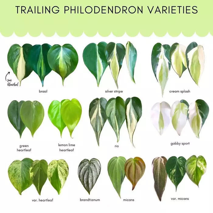 lemon stripe philodendron Philodendron Silver Stripe – Foliages.in