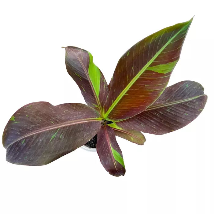 Musa Siam Ruby - Rare