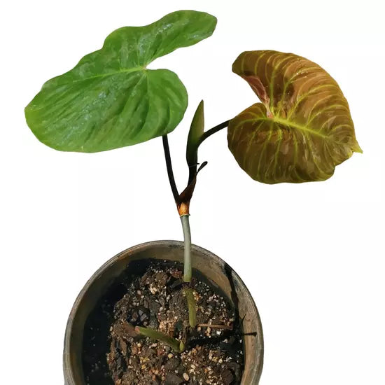 Philodendron Majestic - Rare