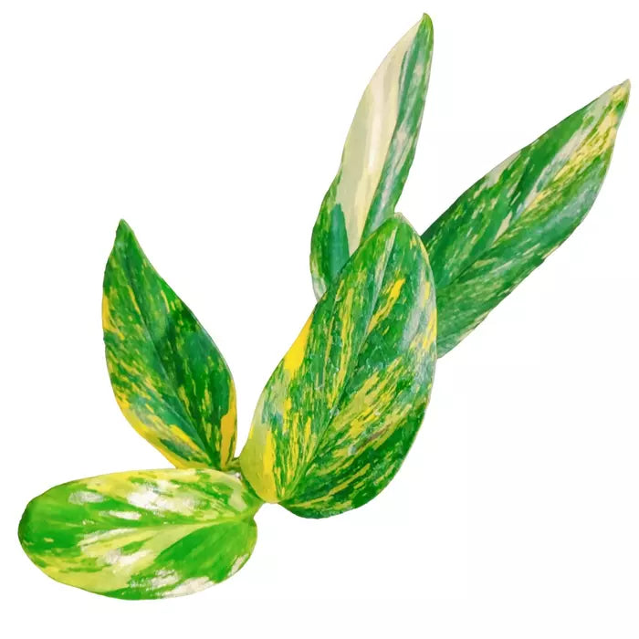 Monstera Standleyana Aurea Variegated- Very Rare