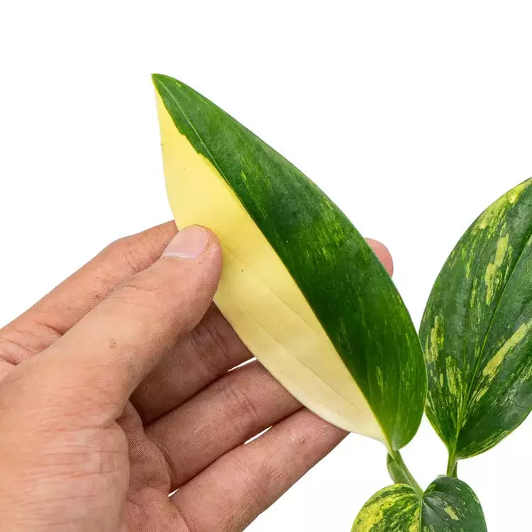 Monstera Standleyana Aurea Variegated- Very Rare