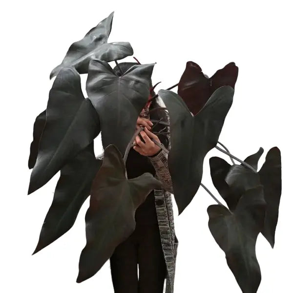 Philodendron Black Majesty