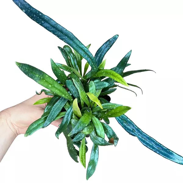 Blue Oil Fern, Microsorum Thailandicum- Rare