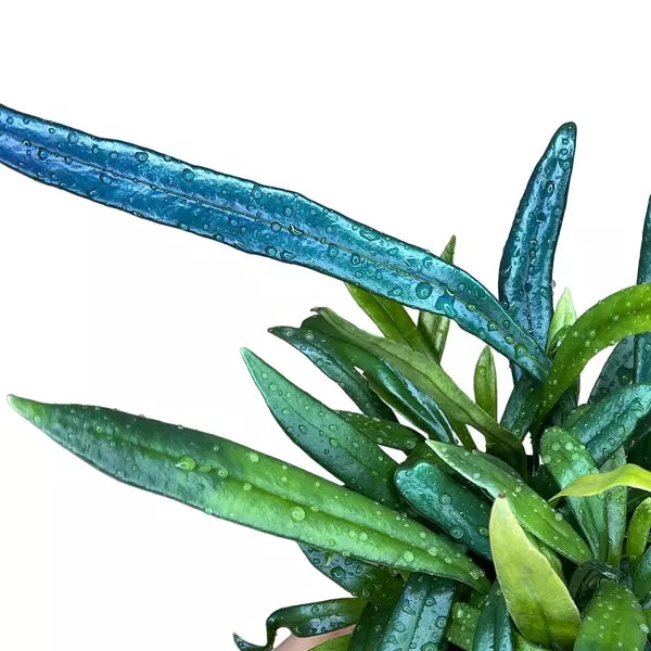 Blue Oil Fern, Microsorum Thailandicum- Rare