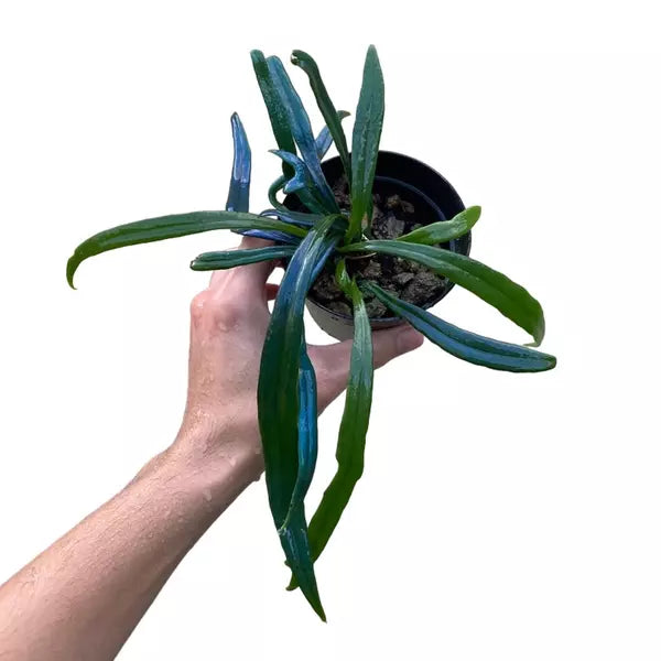 Blue Oil Fern, Microsorum Thailandicum- Rare