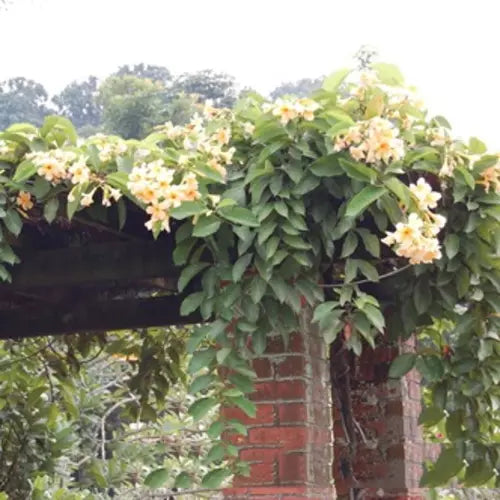 Odontadenia Macrantha