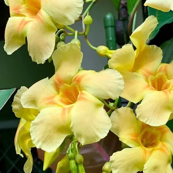 Odontadenia Macrantha