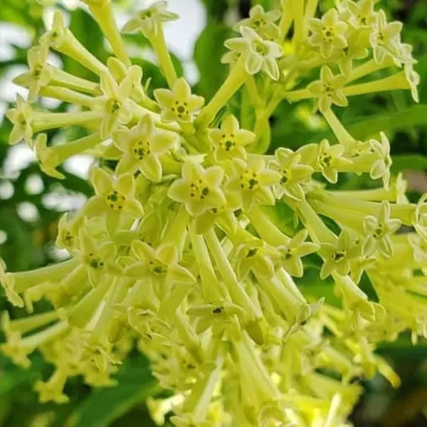 Raat Ki Rani, Raat Rani, Night Blooming Jasmine - Plant