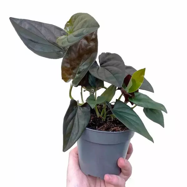 Syngonium Erythrophyllum Red Arrow - Black syngonium