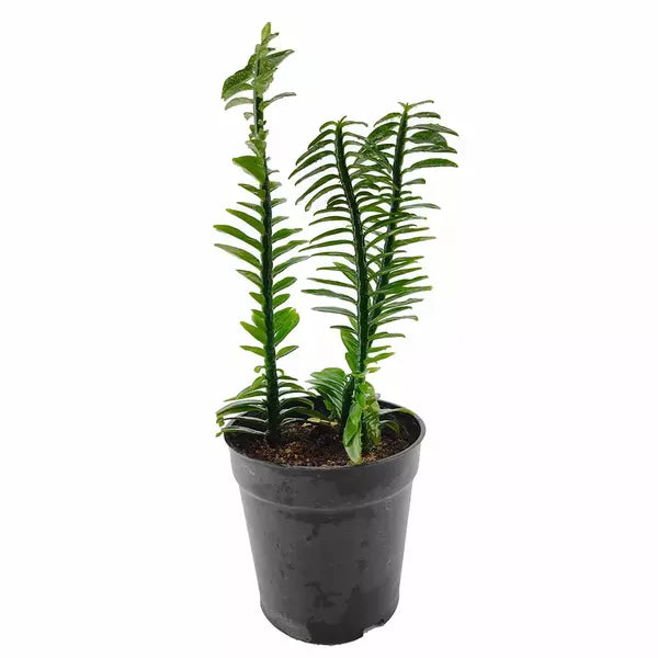 Devil's Backbone, Zig-Zag Plant