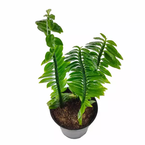 Devil's Backbone, Zig-Zag Plant