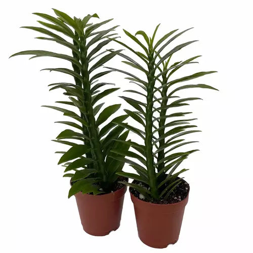 Devil's Backbone, Zig-Zag Plant