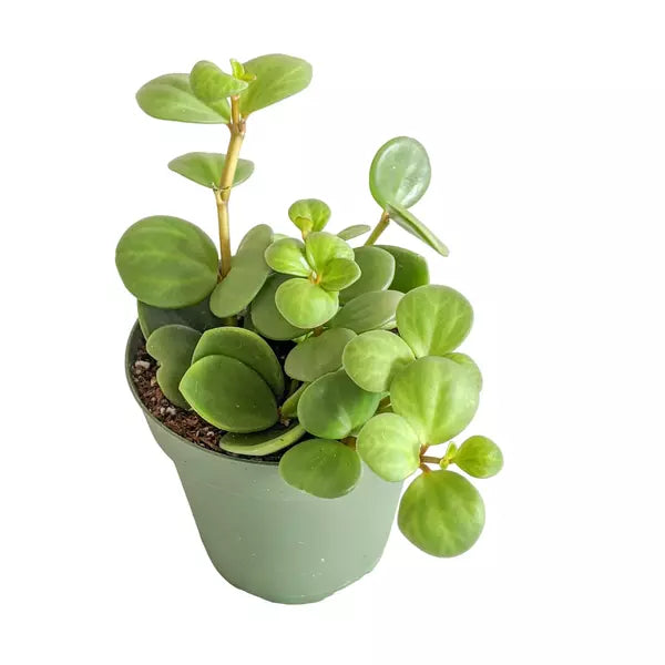 Peperomia Hope