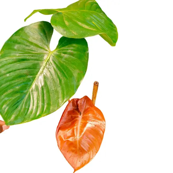 Philodendron Lynamii- Rare (Big Plant)