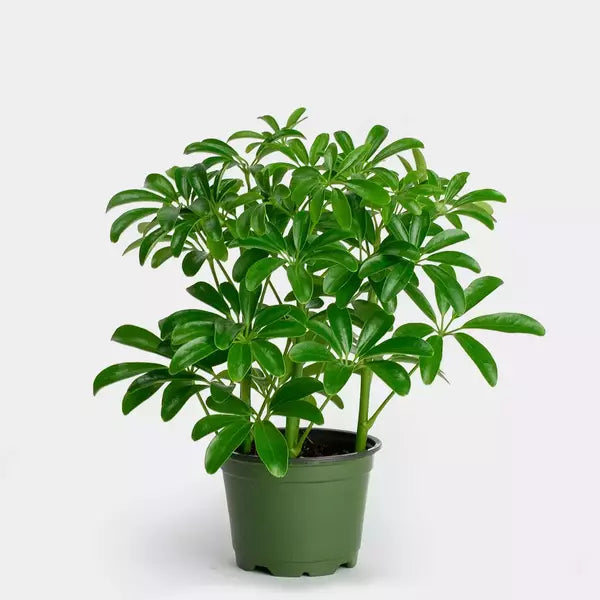 Schefflera Arboricola Mini 'Umbrella Plant'